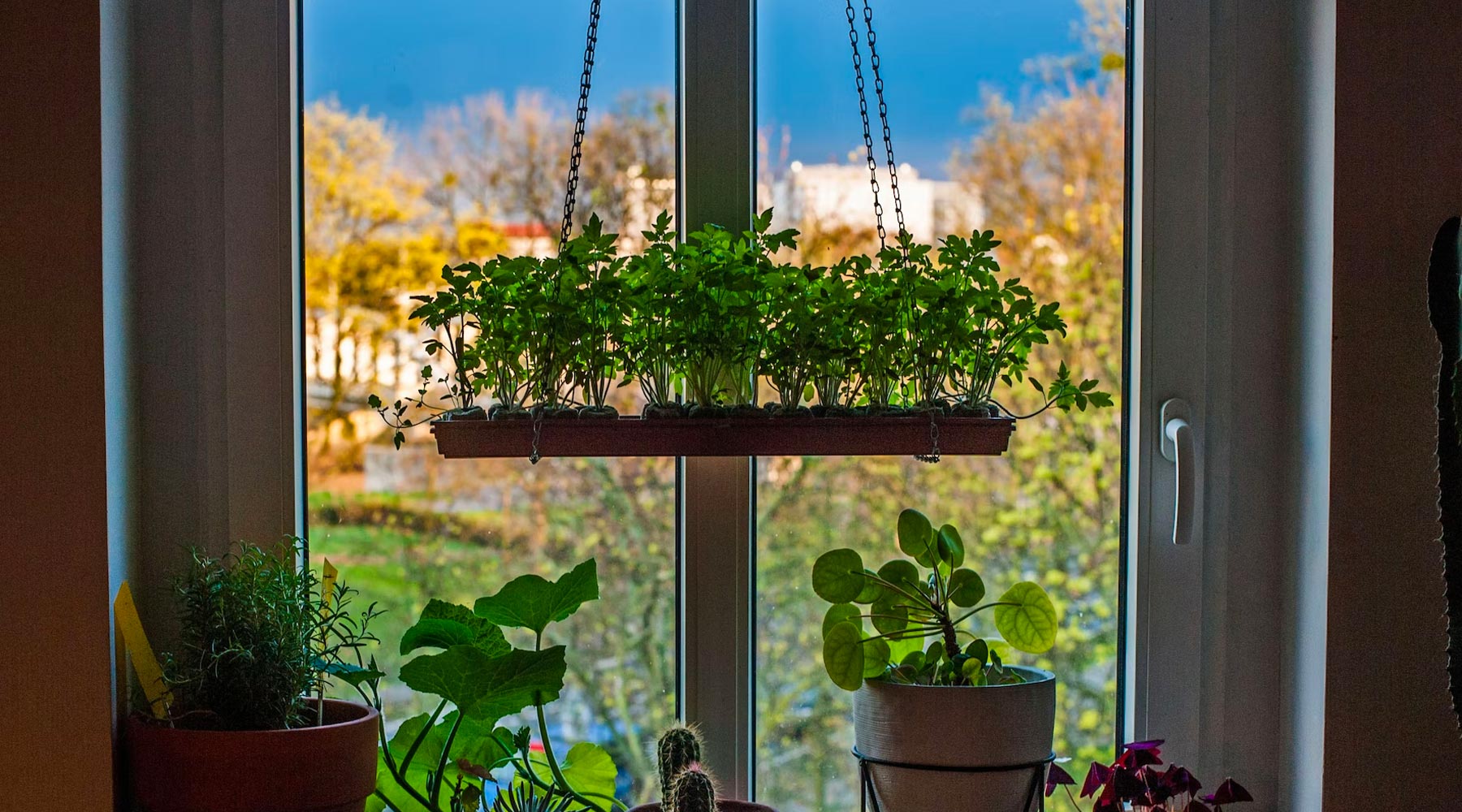 Home Gardening Ideas - Exploring The Different Types of Home Gardens Space